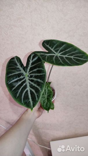 Комнатные растения