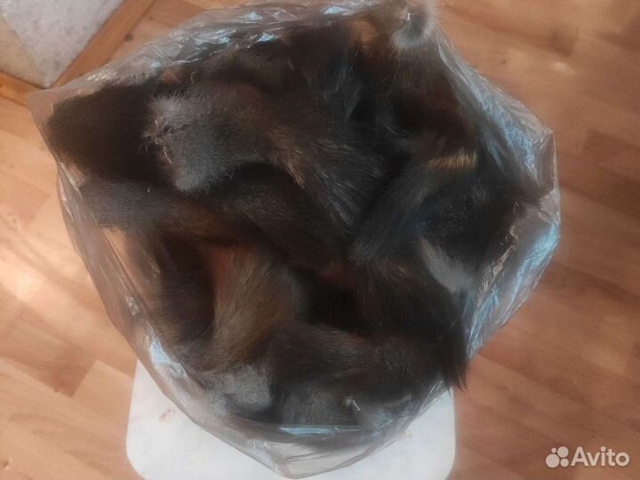 Хвосты белки