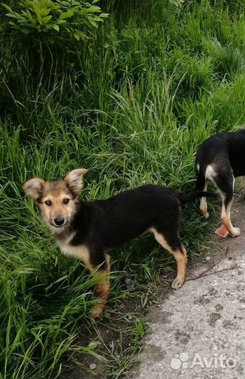 Мальчишка - шалунишка ищет дом