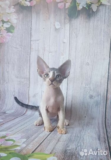 Девон-рекс котятки