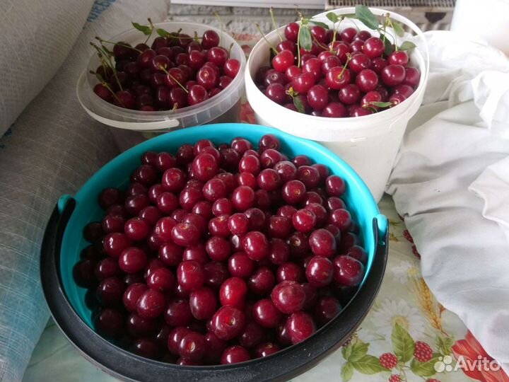 Вишня саженцы