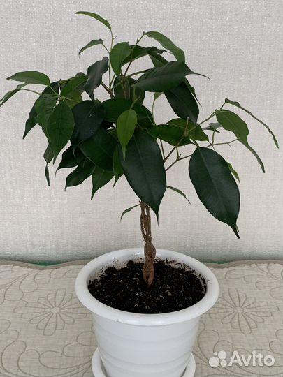 Фикус бенджамина