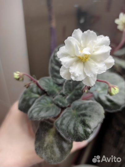 Фиалка ле-банановый десерт