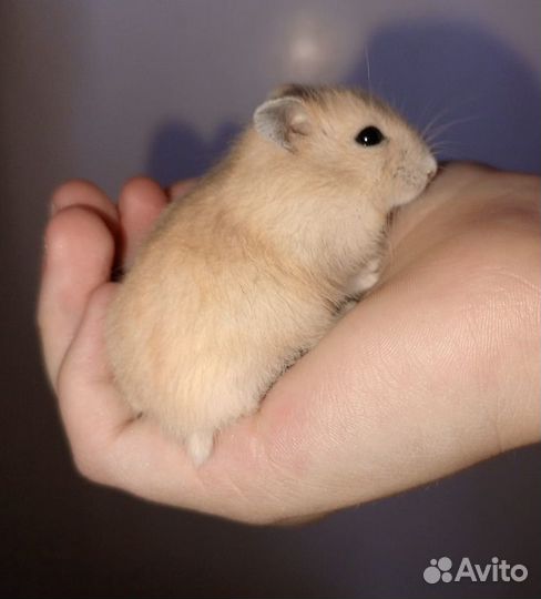 Хомяки джункарские