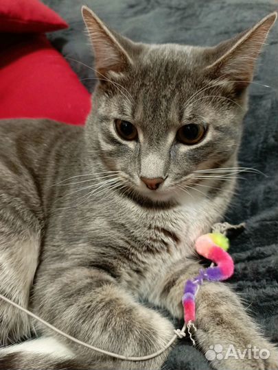 Кот для вязки