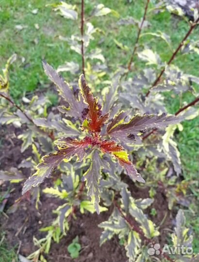 Пузыреплодник мозаик