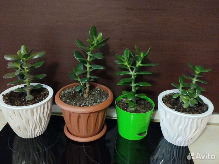 Денежное дерево