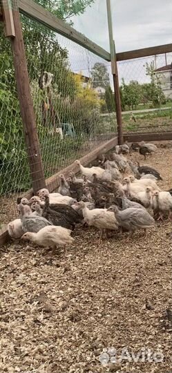 Цыплята цесарки