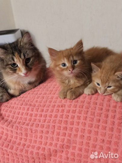 Кошки в добрые руки