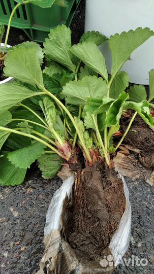 Редкие растения для сада