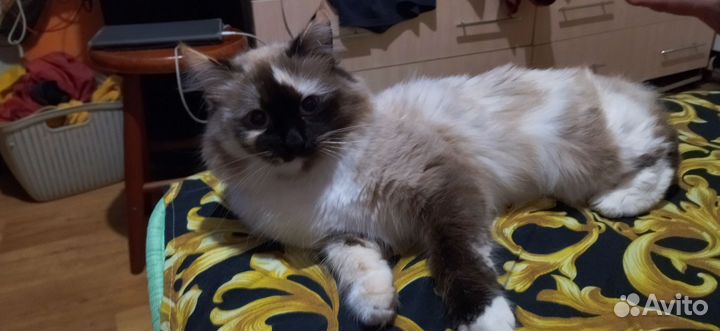 Случка кошки