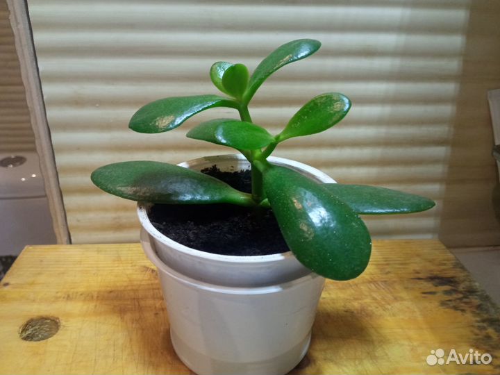 Денежное дерево (Толстянка, Крассула)