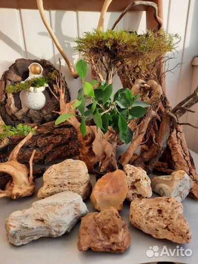 Мох, коряги, папоротник, камни