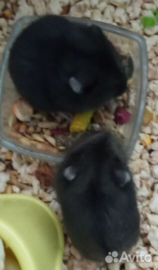 Хомячата Кэмпбелла и джунгарики