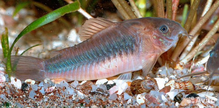 Аквариумные рыбки. Коридорасы
