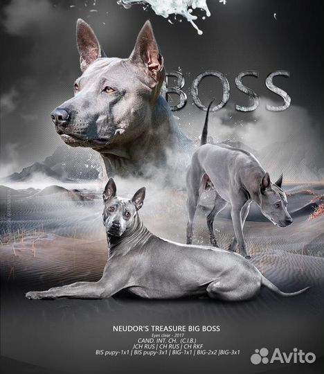 Вязка кобель Тайского риджбека, щенки