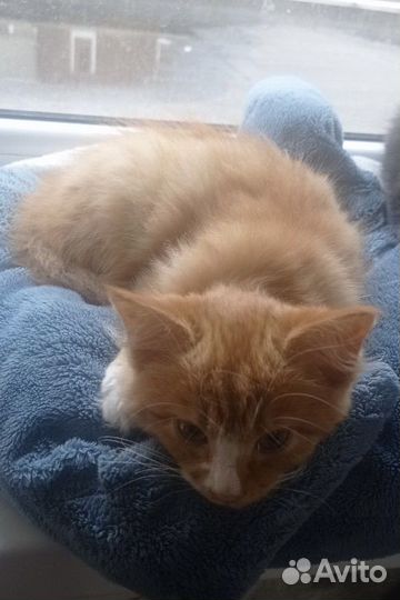 Котята бесплатно