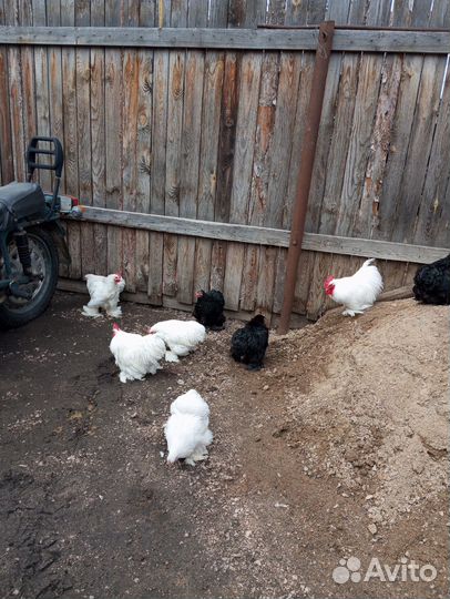 Продам петухов декоративных