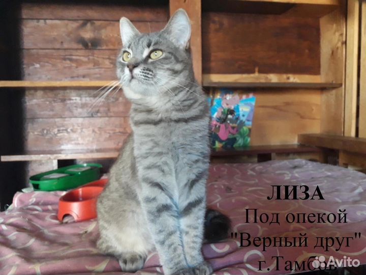 Мега ласковая Лиза