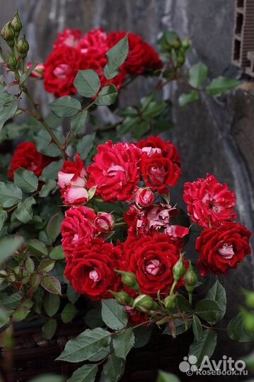 Миниатюрная роза Мейди