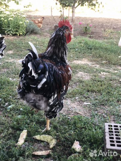 Молодые петухи