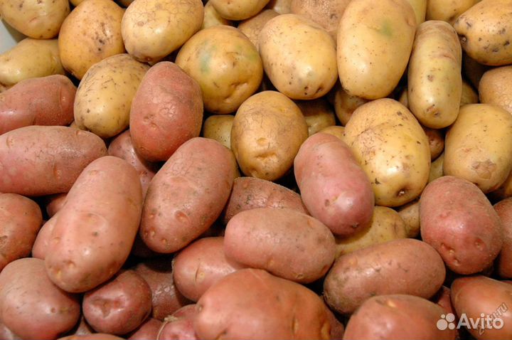 Продам картофель молодой картофель