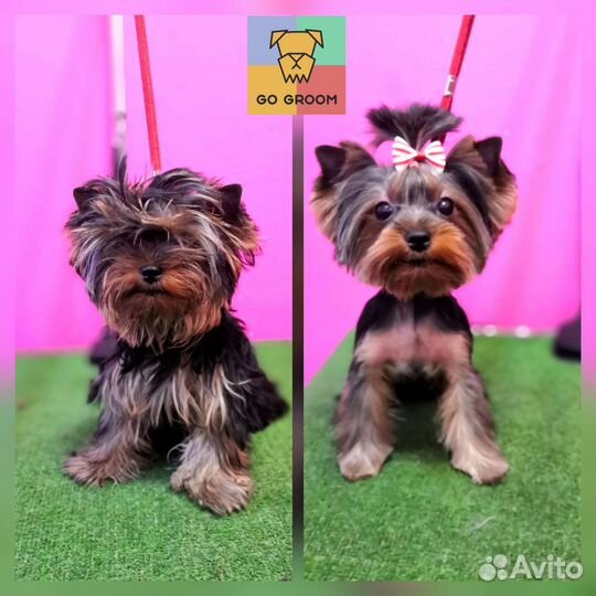 Стрижка собак и кошек (груминг)