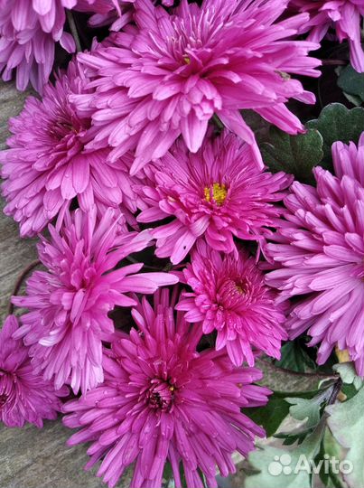 Хризантема