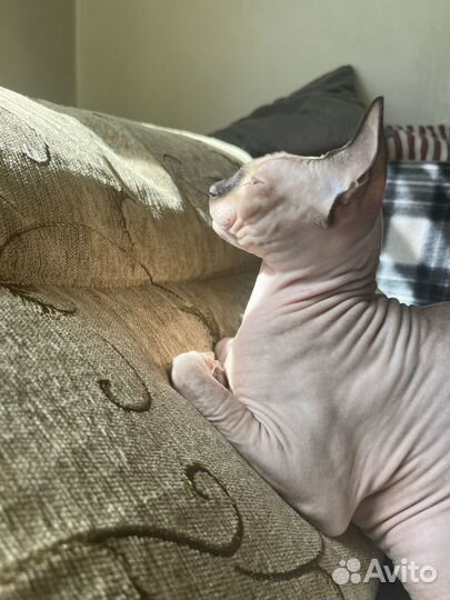 Передержка для Вашего Кота