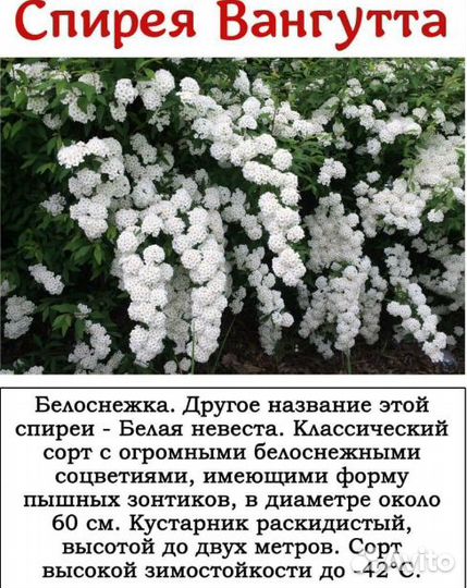 Спирея саженцы