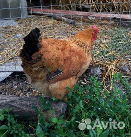 Инкубационное яйцо