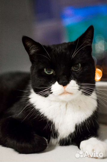 Передержка животных