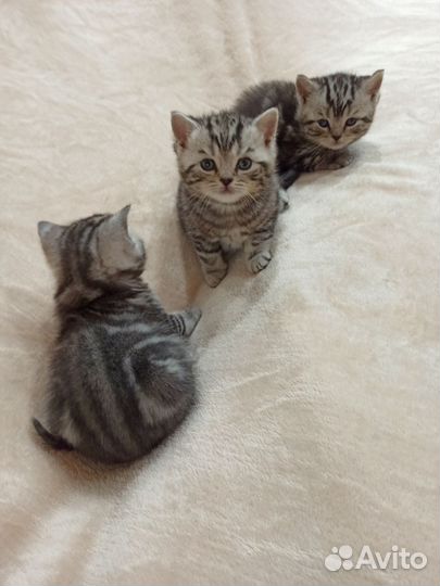 Британские котята