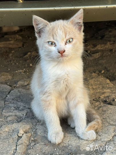 Котята в добрые руки даро