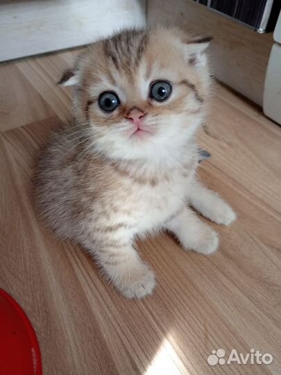 Золотой котик