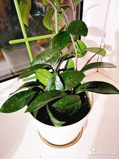 Домашний неприхотливый цветок