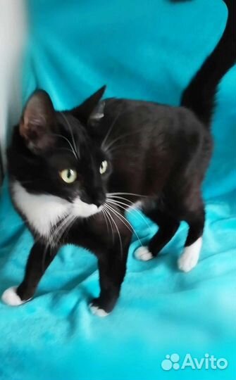 Котику Максику очень нужны любящие ручки