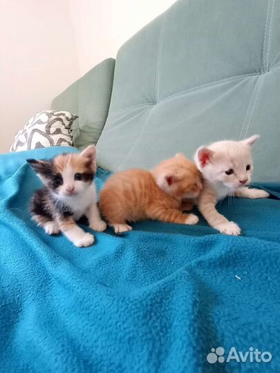 Котята в добрые руки бесплатно