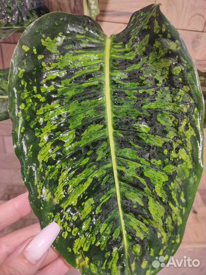 Диффенбахия рефлектор