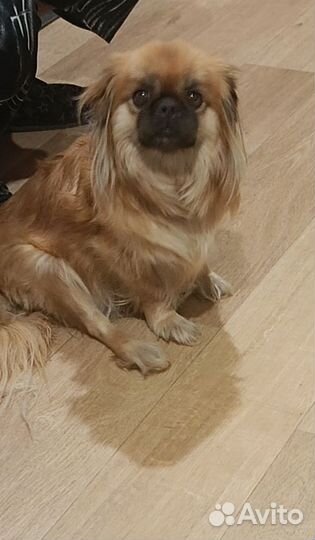 Щенки пекинеса