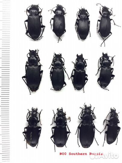 Сухие насекомые для пособий, коллекций, сувениров