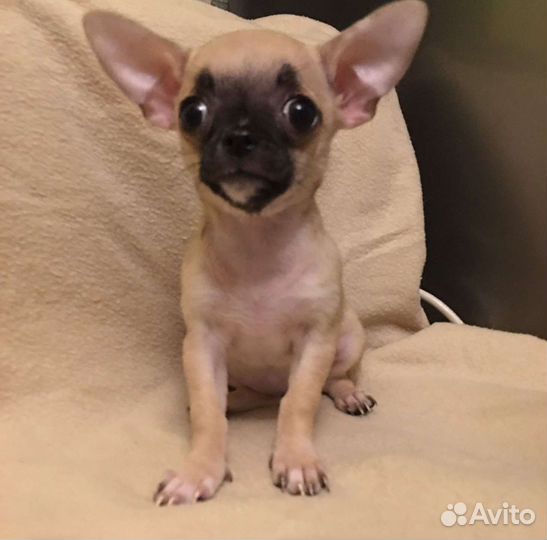 Милашки чихуашки