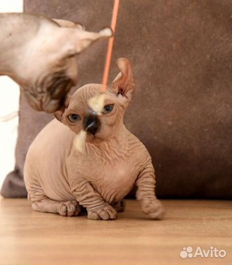 Бамбино,двельф девочка