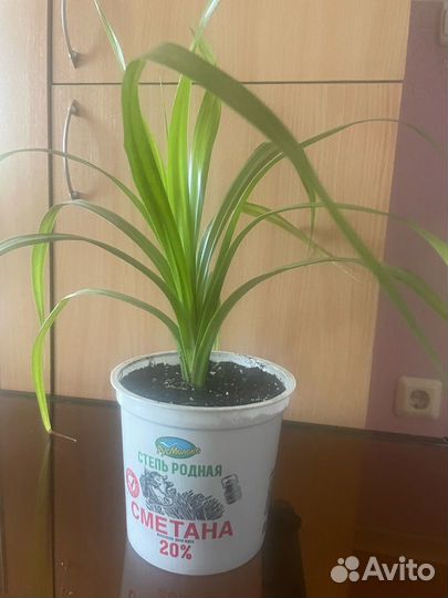 Комнатные цветы