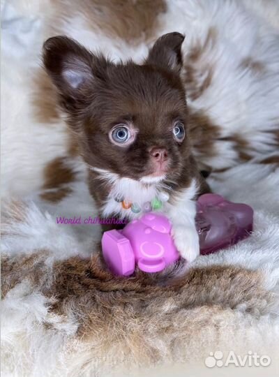 Шикарная Мини Принцесса