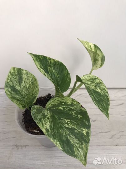 Сциндапсус Марбл Квин (Marble Queen)