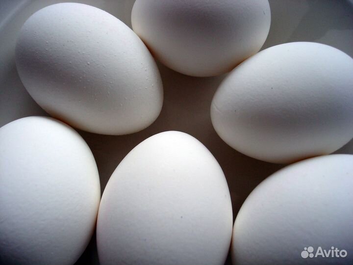 Яйцо домашнее, куриное белое