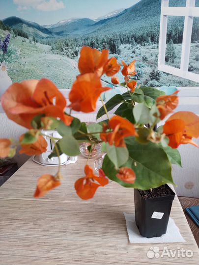 Бугенвиллея