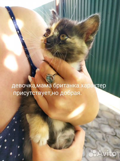 Отдам бесплатно