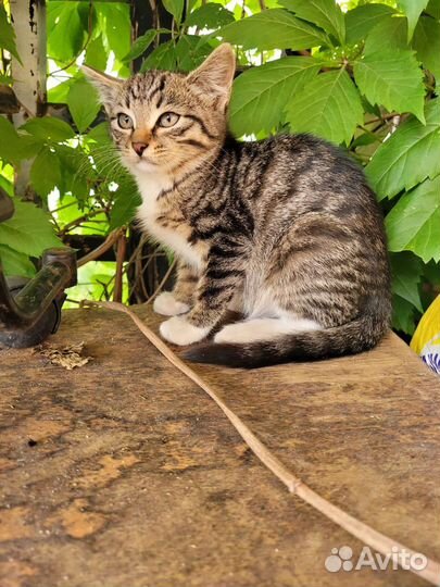 Кошка и котик